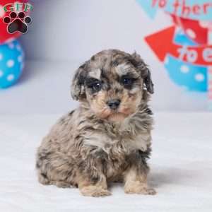 Rodger, Miniature Poodle Puppy